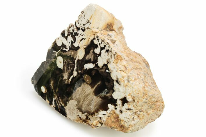 Petrified Peanut Wood Section - Australia #257020
